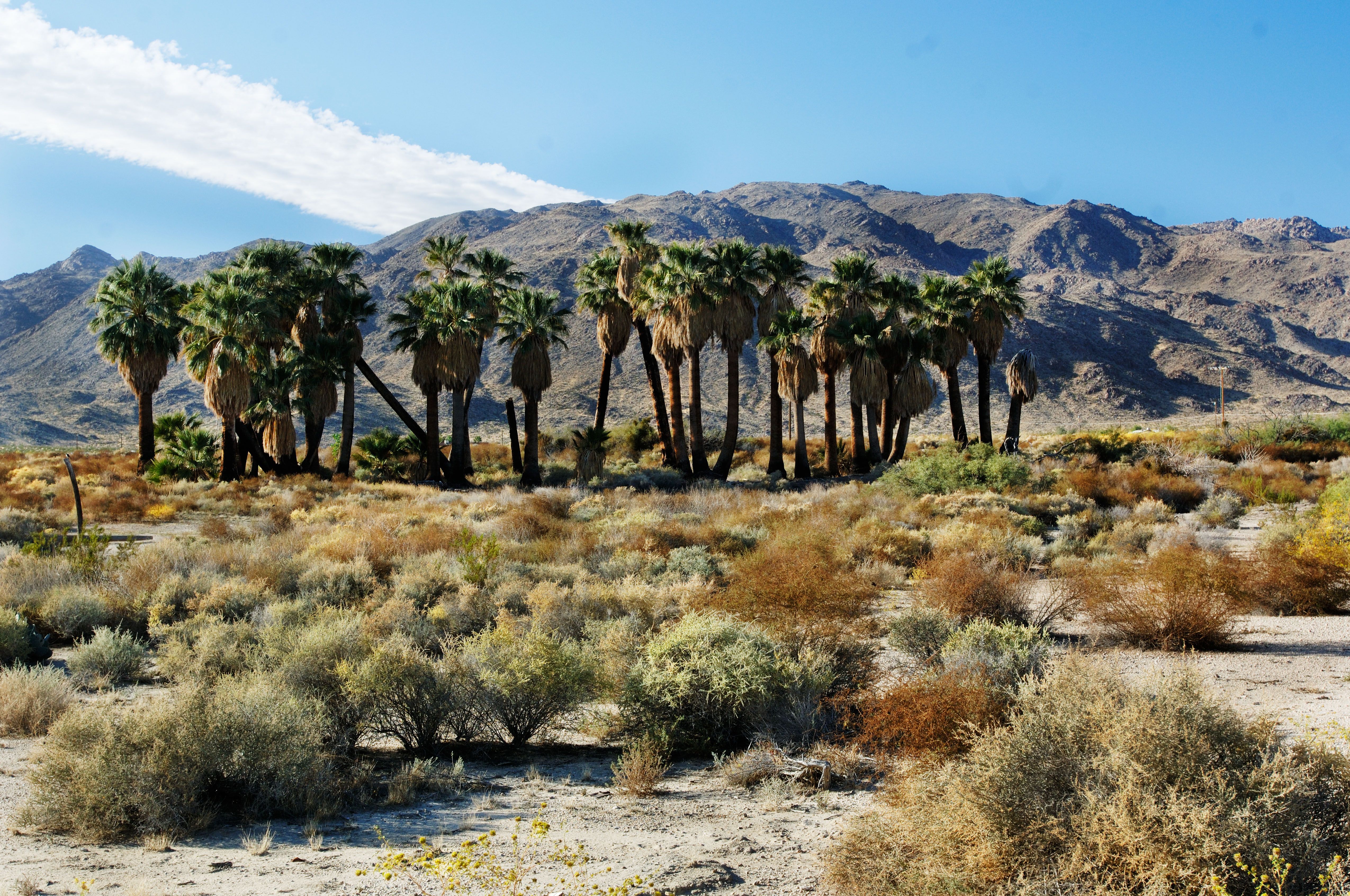 92 €+ Hotels in Twentynine Palms, Kalifornien SWOODOO